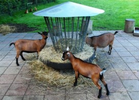 Maak kennis met Dierenknooppunt De Oase