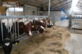 Maak kennis met IJsboerderij Bonestroo