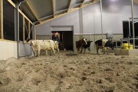 Maak kennis met IJsboerderij Bonestroo