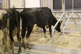 Maak kennis met IJsboerderij Bonestroo