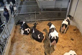 Maak kennis met IJsboerderij Bonestroo