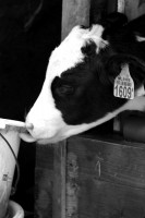 Maak kennis met IJsboerderij Bonestroo