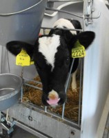 Maak kennis met IJsboerderij Bonestroo