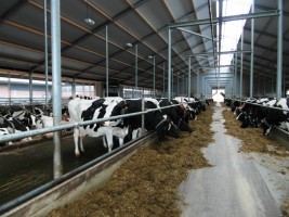 Maak kennis met IJsboerderij Bonestroo