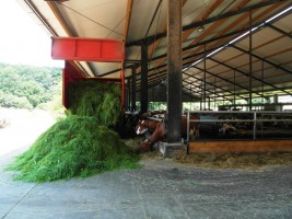 Maak kennis met Zuivelboerderij Wikkerink