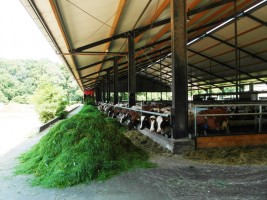 Maak kennis met Zuivelboerderij Wikkerink
