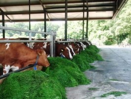 Maak kennis met Zuivelboerderij Wikkerink