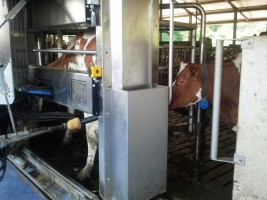 Maak kennis met Zuivelboerderij Wikkerink