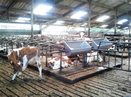 Maak kennis met Zuivelboerderij Wikkerink