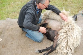 DE WOESTE PINKSTERFAIR