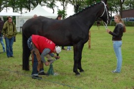 DE WOESTE PINKSTERFAIR