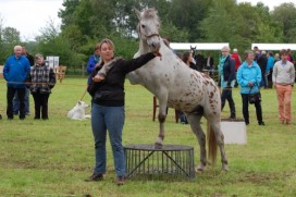 DE WOESTE PINKSTERFAIR