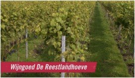 Reestlanderwijn, daar zit muziek in...